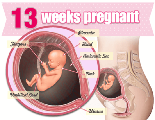 Những thông tin hữu ích cho bà bầu mang thai tuần thứ 13