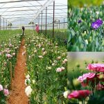 cac lang hoa noi tieng da lat 1 150x150 - Top 13 cách làm gỏi gà chuẩn vị dễ làm tại nhà, nhìn là thèm ngay