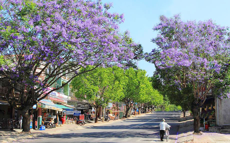 kinh nghiem du lich da lat mua he 1 - Tất tần tật kinh nghiệm du lịch Đà Lạt tự túc cho mùa hè