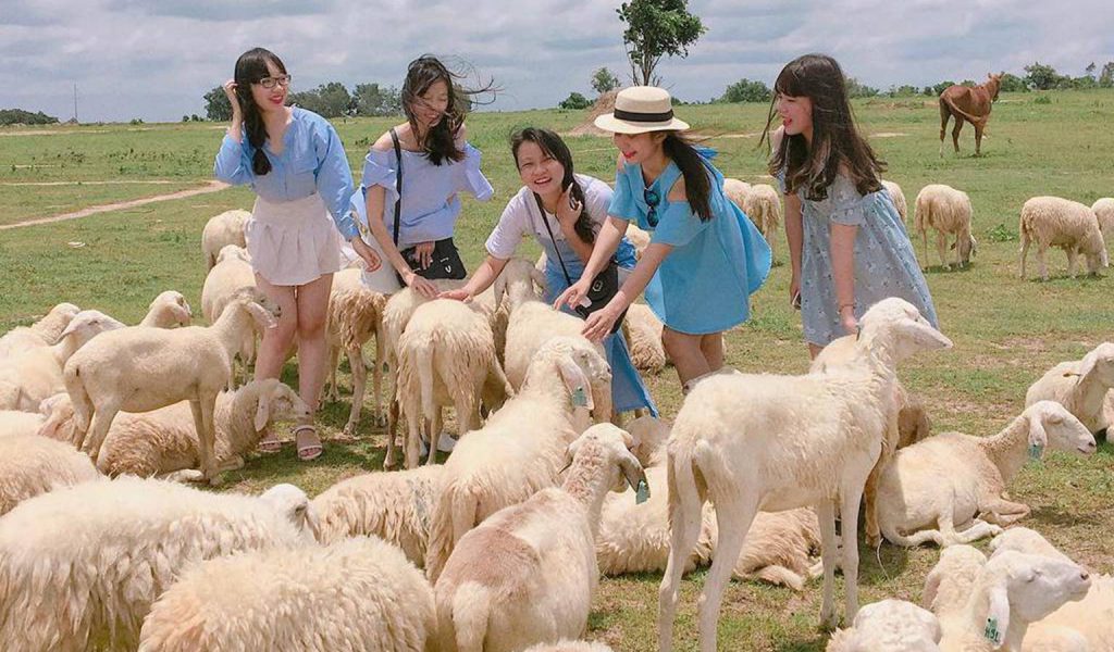 Đồng Cừu Suối Nghệ - Địa điểm check-in đẹp nhất ở Vũng Tàu
